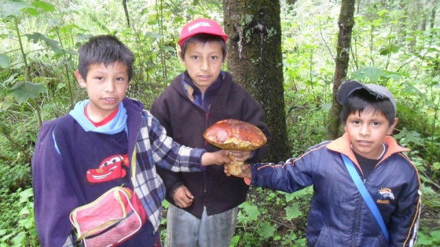 Recoleccion en el bosque